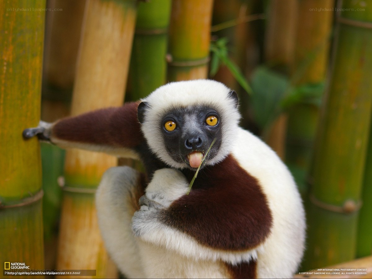 White and brown lemur eating bamboo