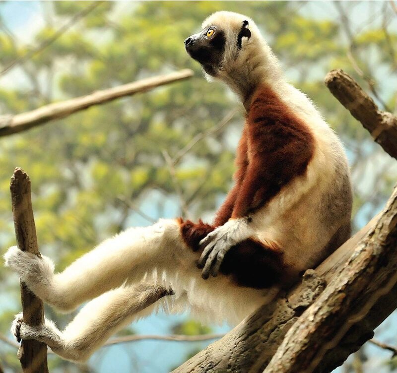 White and brown lemur on a branch