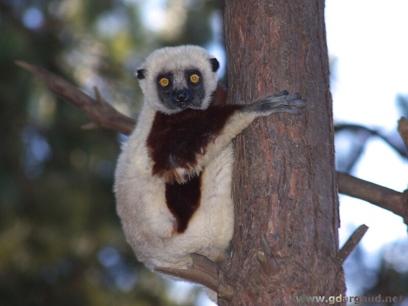 white and brown lemur on tree