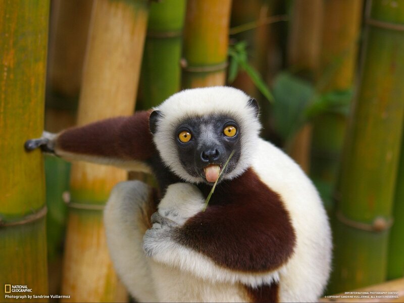 White and Brown Lemur
