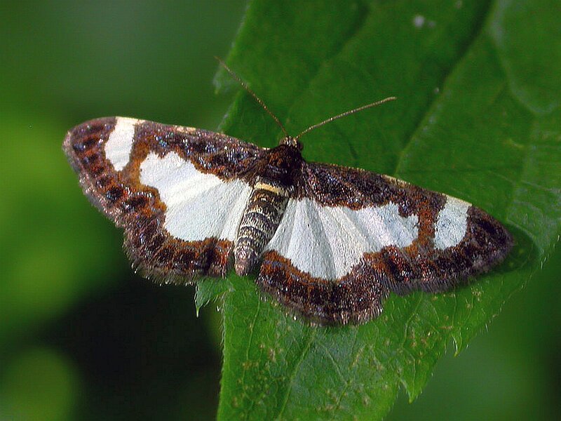 White and Brown Moth