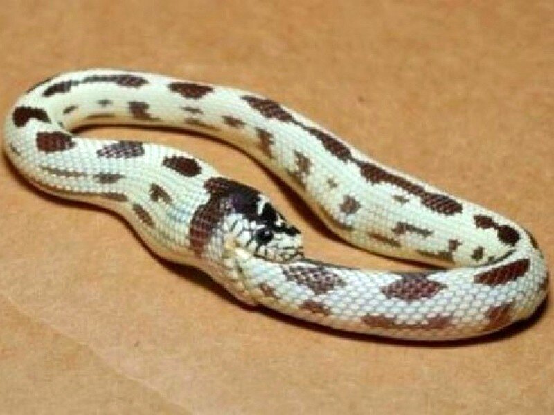 white and brown patterned snake