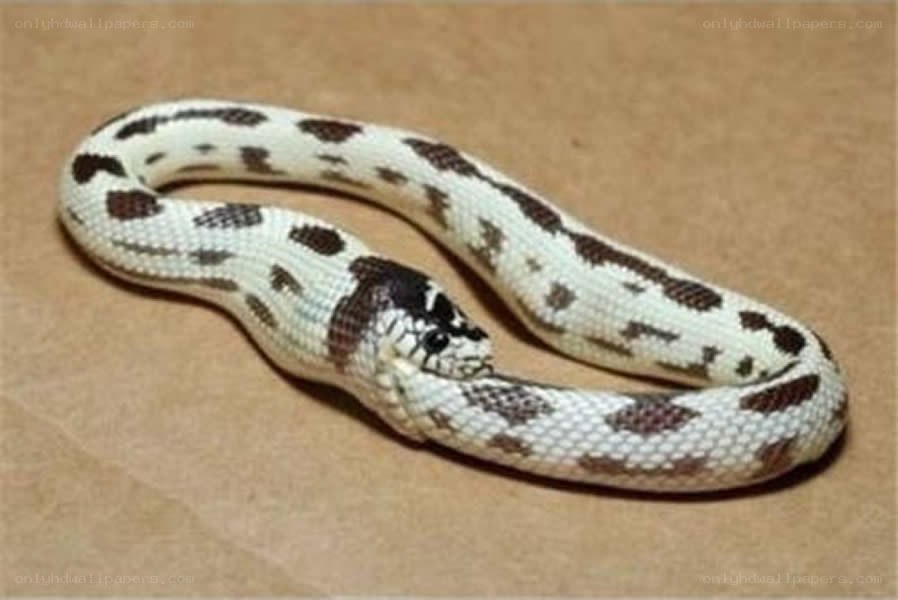 white and brown patterned snake
