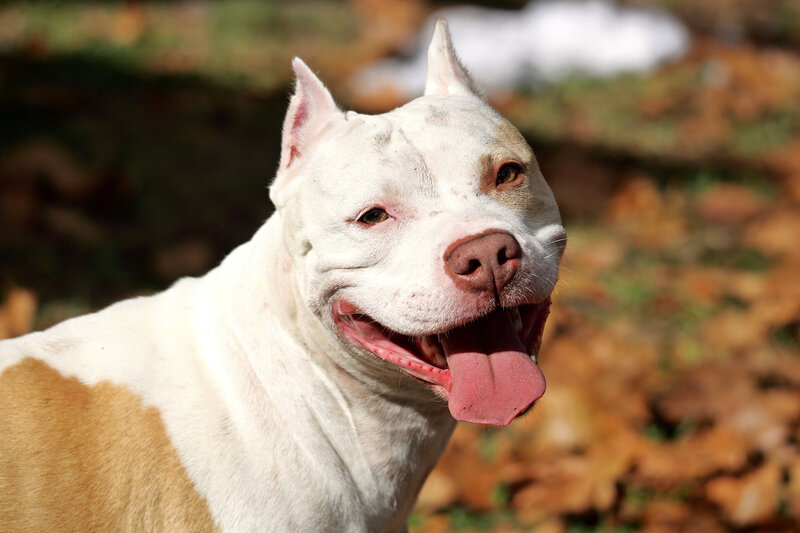 white and brown pit bull dog