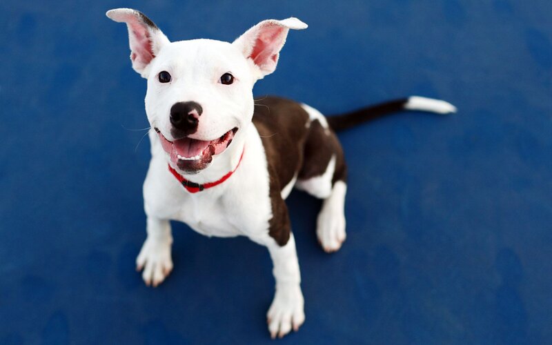 White and Brown Pit Bull Puppy