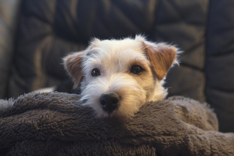 White and Brown Puppy — Calm, Photograph
