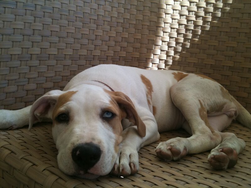 White and Brown Puppy — Calm