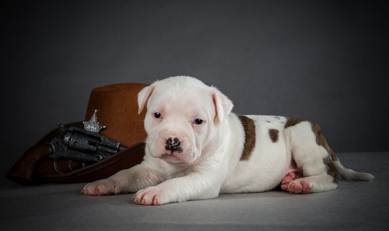 White and Brown Puppy — Gray