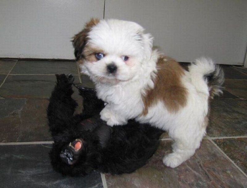 White and Brown Puppy — Playful