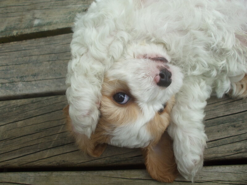 White and Brown Puppy