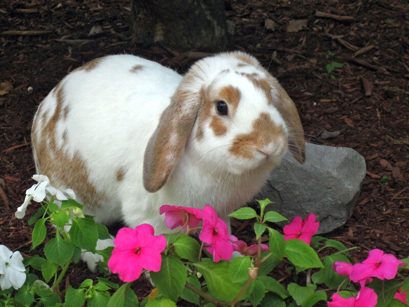 White and Brown Rabbit — Calm, Afternoon