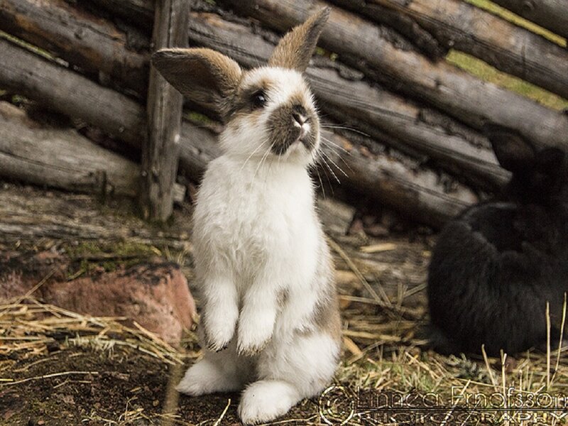 White and Brown Rabbit — Calm, Photograph