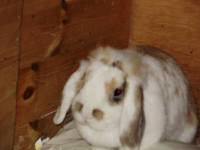 White and Brown Rabbit — Calm