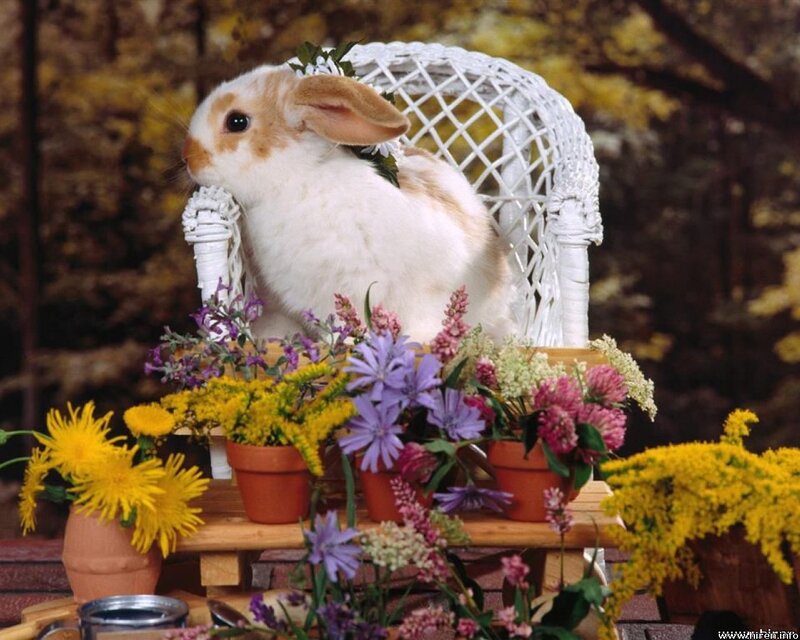 White and Brown Rabbit — Serene