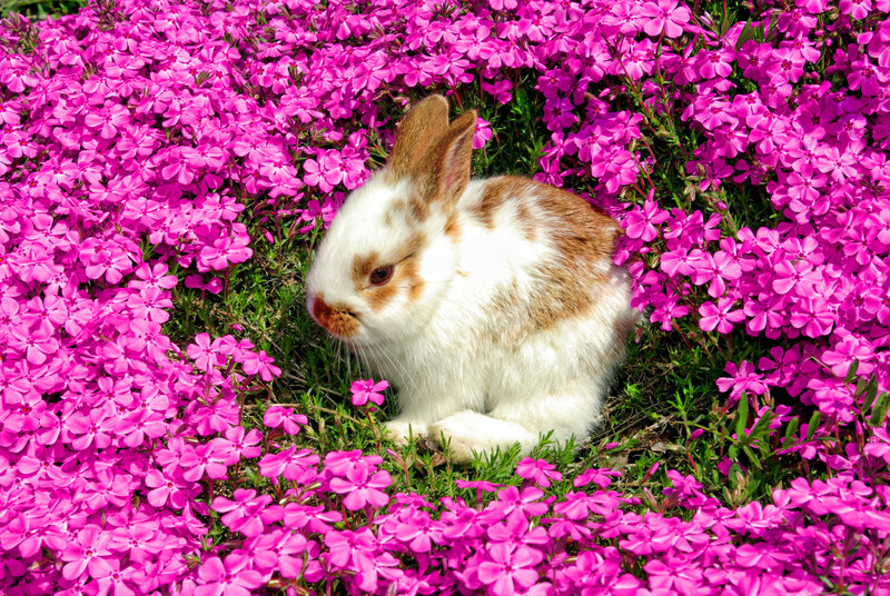 White and Brown Rabbit