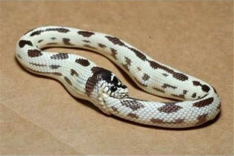 White and Brown Snake