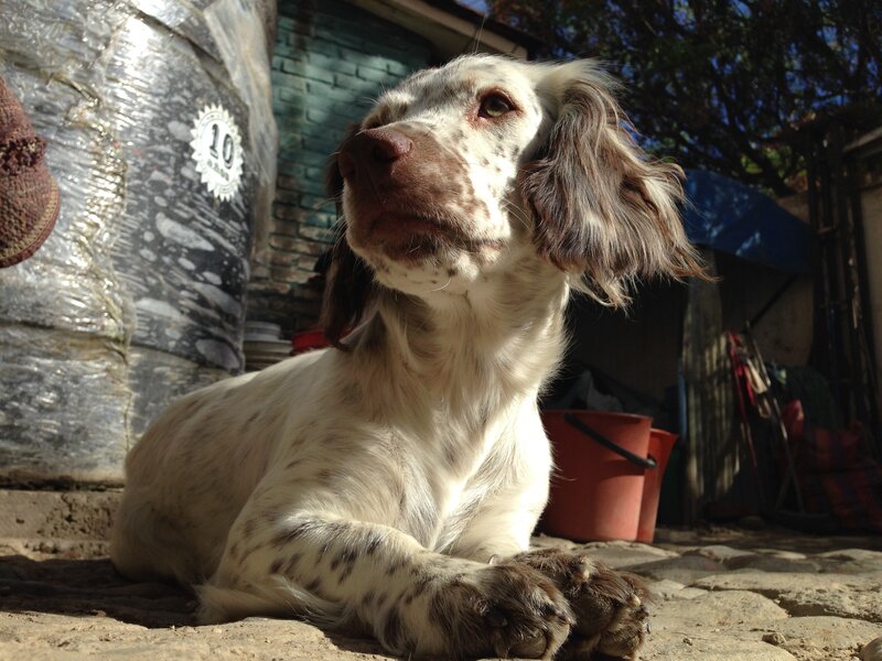 White and Brown Spotted Dog — Calm