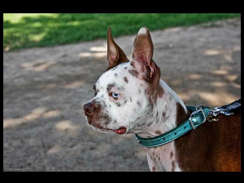White and Brown Spotted Dog