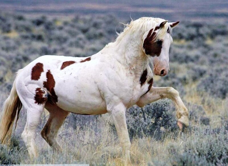 white and brown spotted horse