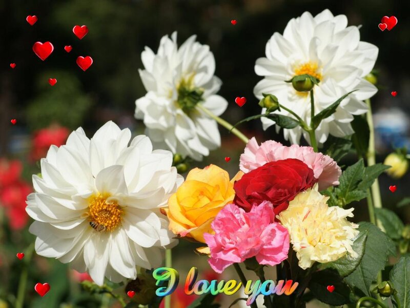White and Colorful Flowers