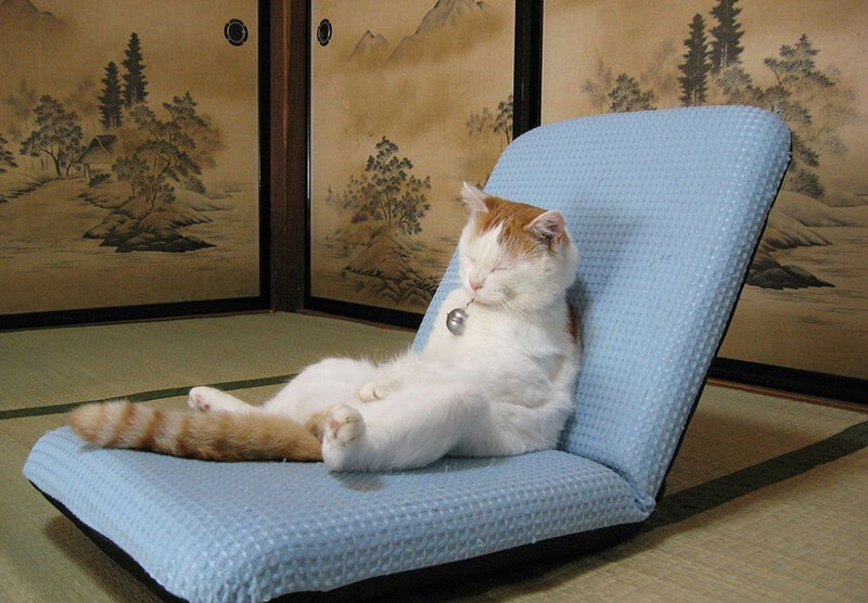White and Ginger Cat — Blue, Relaxed