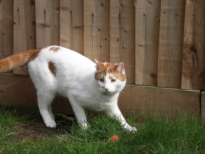 White and Ginger Cat — Calm, Afternoon, Photograph, Grass