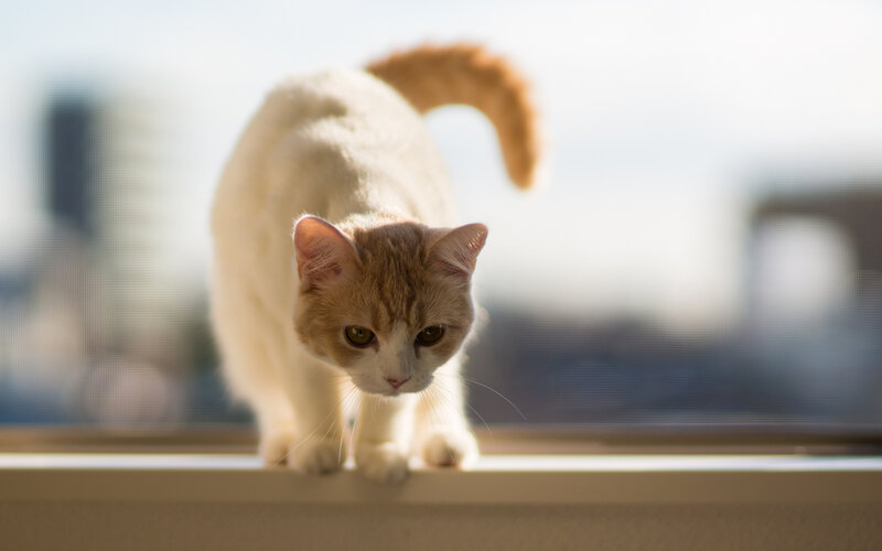 White and Ginger Cat — Calm, Afternoon, Photograph
