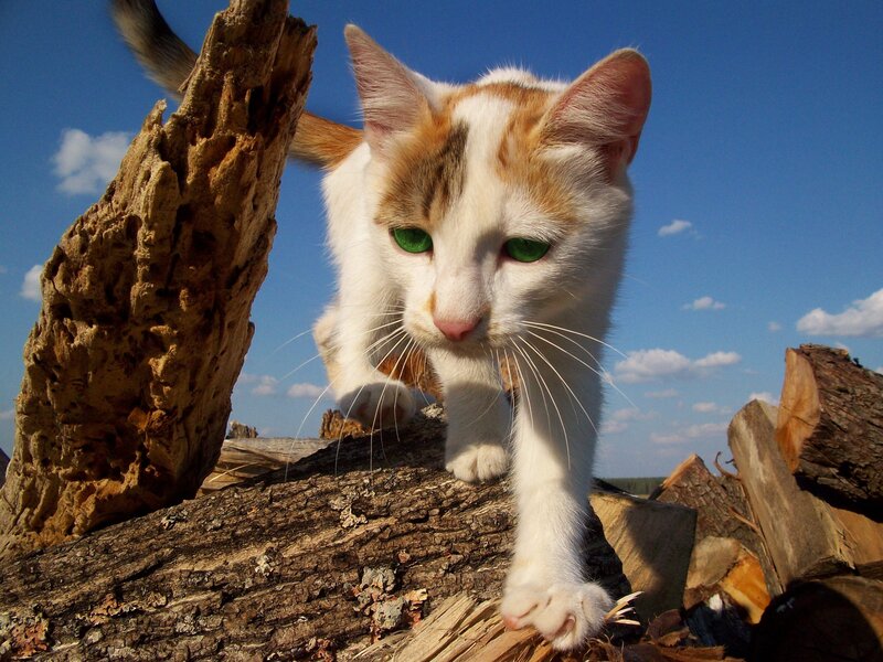 White and Ginger Cat — Calm, Afternoon, Photograph, Woodpile
