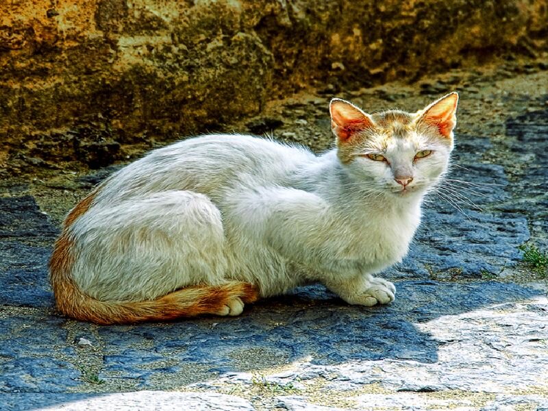 White and Ginger Cat — Calm, Afternoon