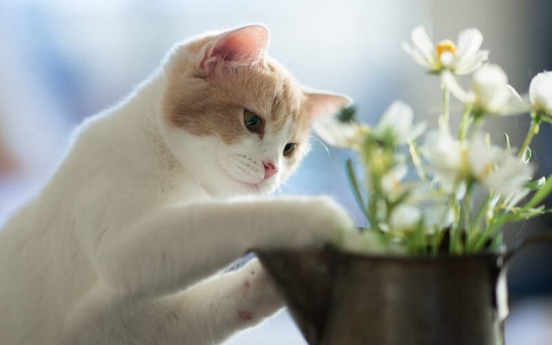 White and Ginger Cat — Calm, Morning, Photograph, Flowers, Vase
