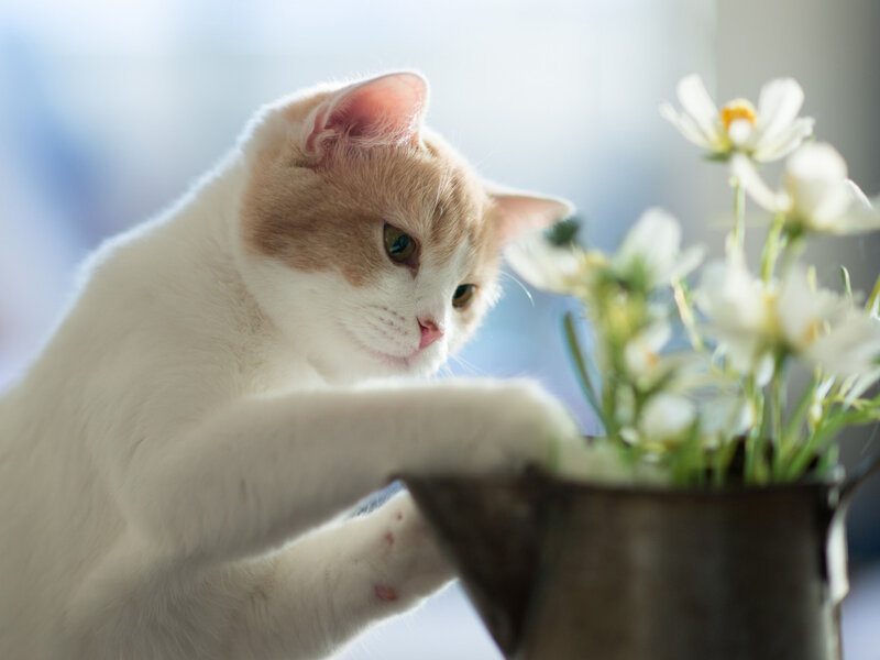 White and Ginger Cat — Calm, Morning, Photograph