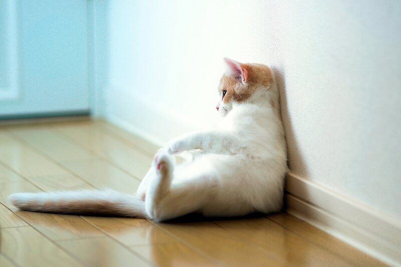 White and Ginger Cat — Calm, Morning