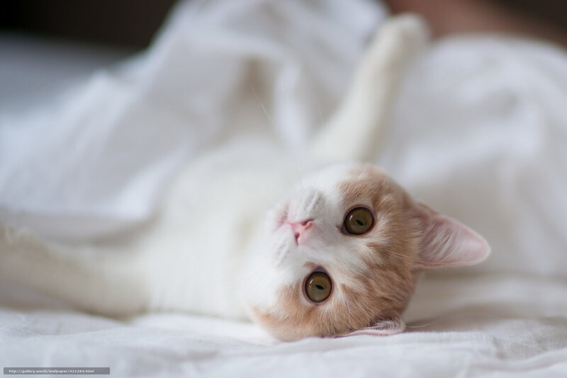 White and Ginger Cat — Calm, Photograph, Bed
