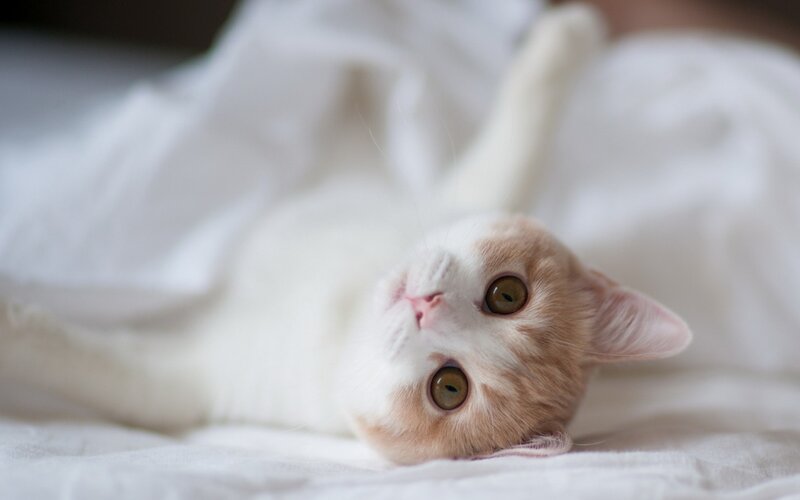 White and Ginger Cat — Calm, Photograph, Blanket
