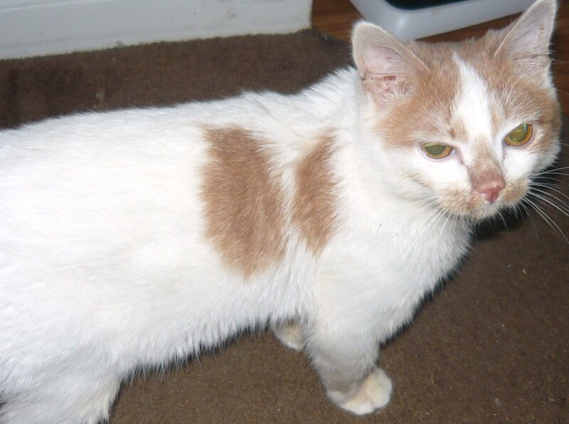White and Ginger Cat — Calm, Photograph, Carpet
