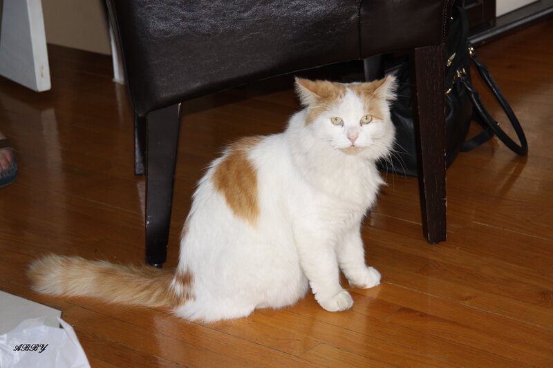 White and Ginger Cat — Calm, Photograph, Chair