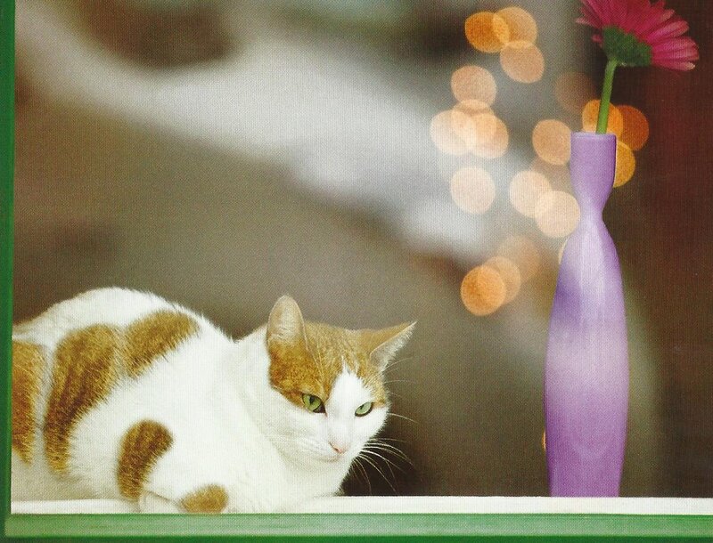 White and Ginger Cat — Calm, Photograph, Purple Vase