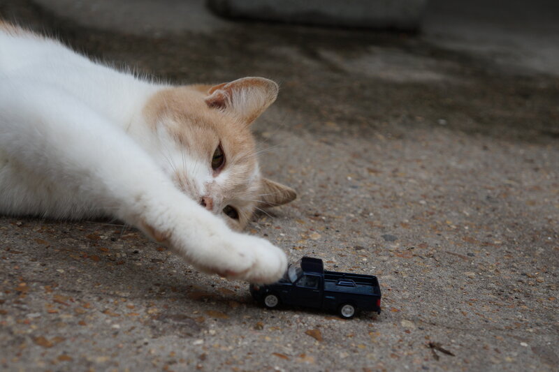 White and Ginger Cat — Calm, Photograph, Toy Truck