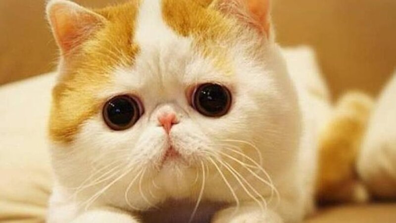 White and Ginger Cat — Calm, Photograph, Whiskers