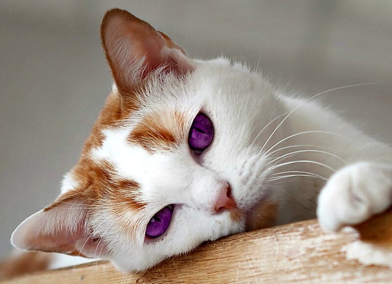 White and Ginger Cat — Calm, Photograph, Wooden Surface