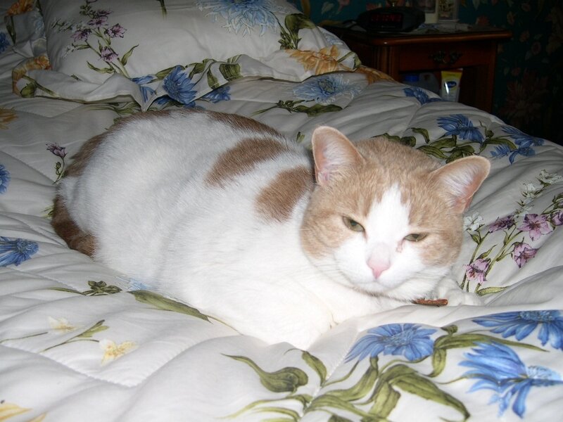 White and Ginger Cat — Calm