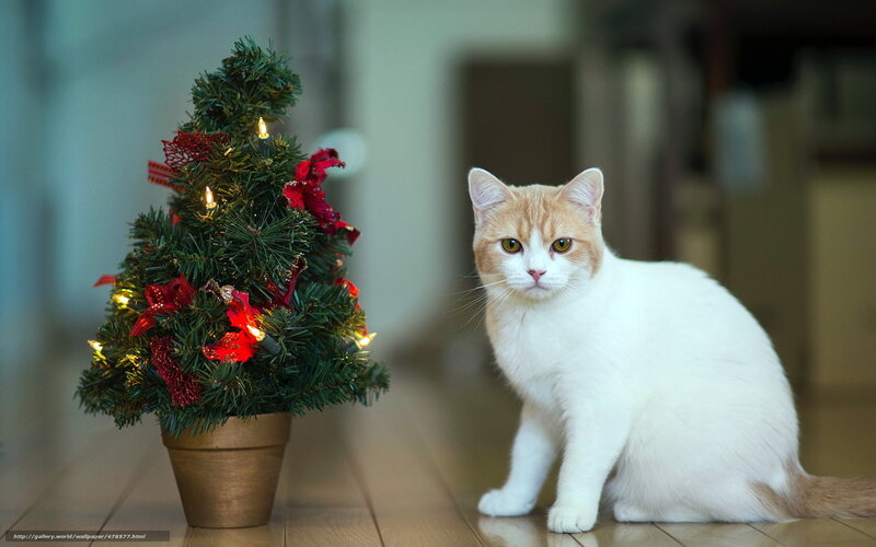White and Ginger Cat — Calm, Winter, Photograph, Christmas Tree