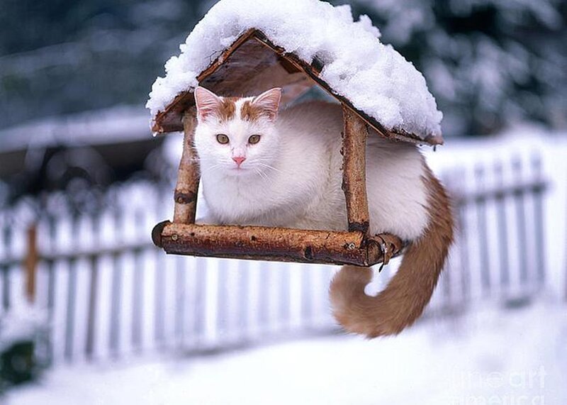 White and Ginger Cat — Calm, Winter, Photograph