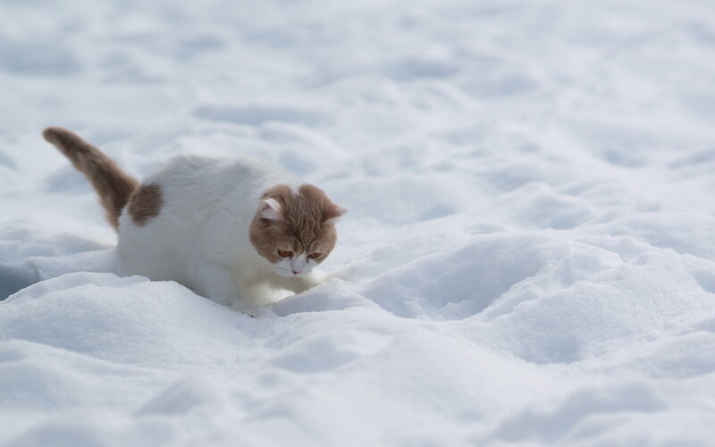 White and Ginger Cat — Calm, Winter