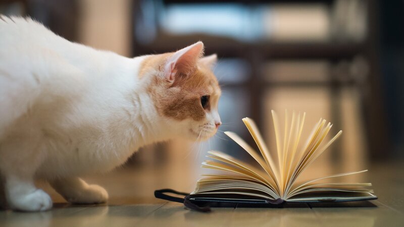 White and Ginger Cat — Curious, Photograph, Book