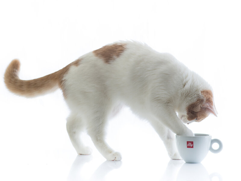 White and Ginger Cat — Curious, Photograph