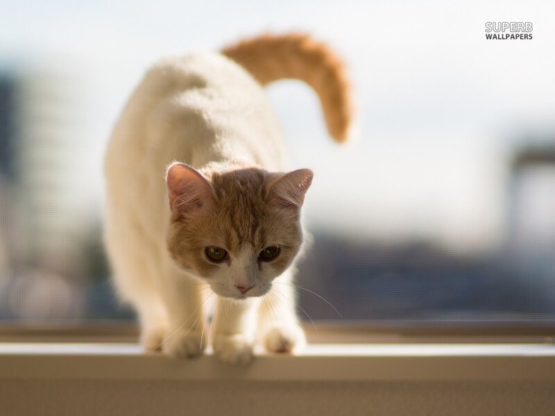 White and Ginger Cat — Curious