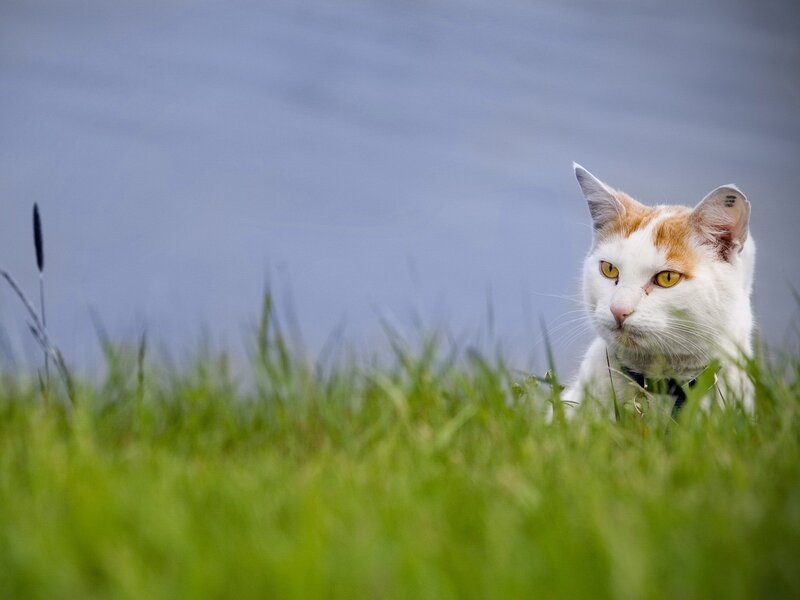 White and ginger cat in grass