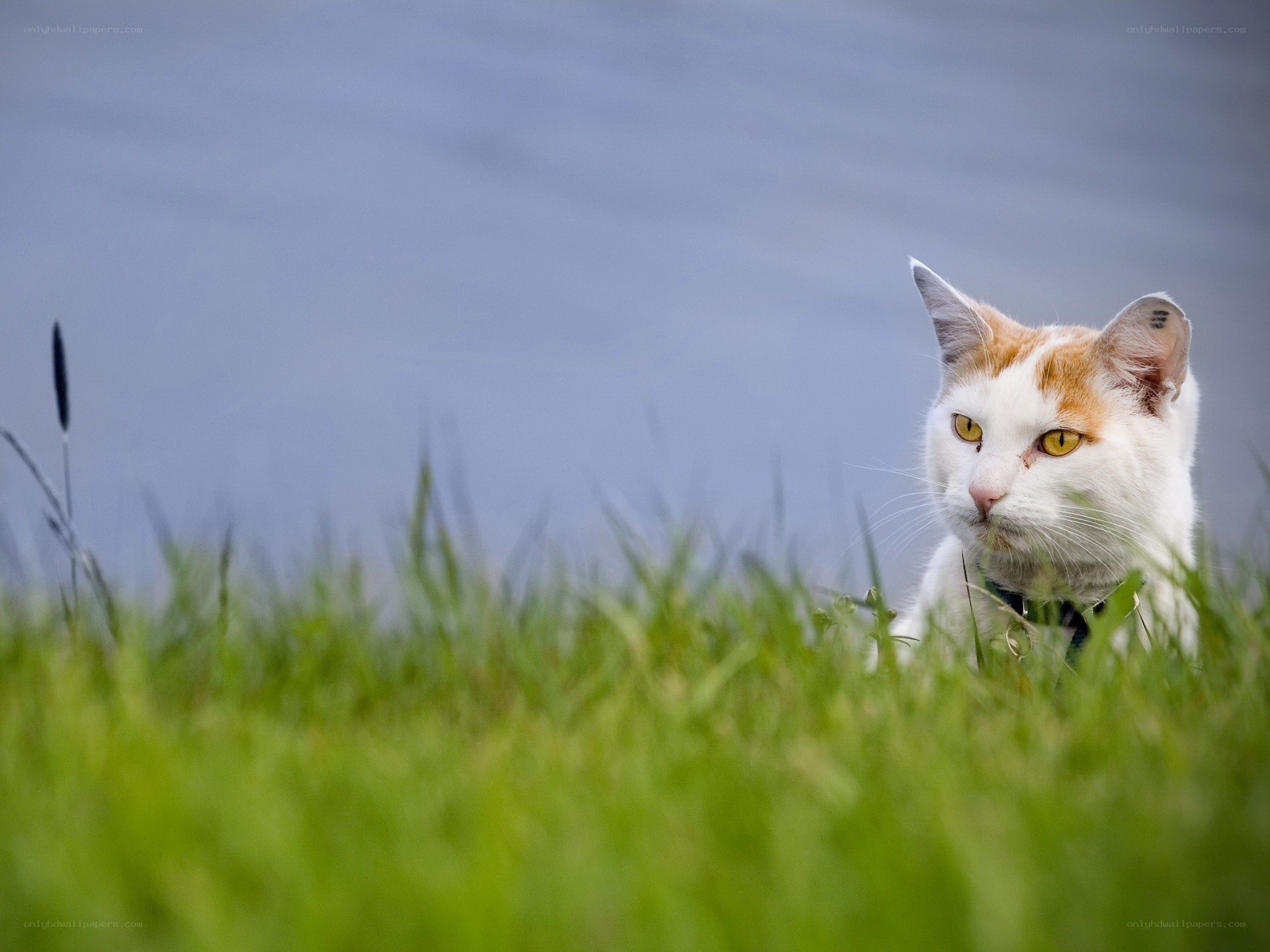 White and ginger cat in grass