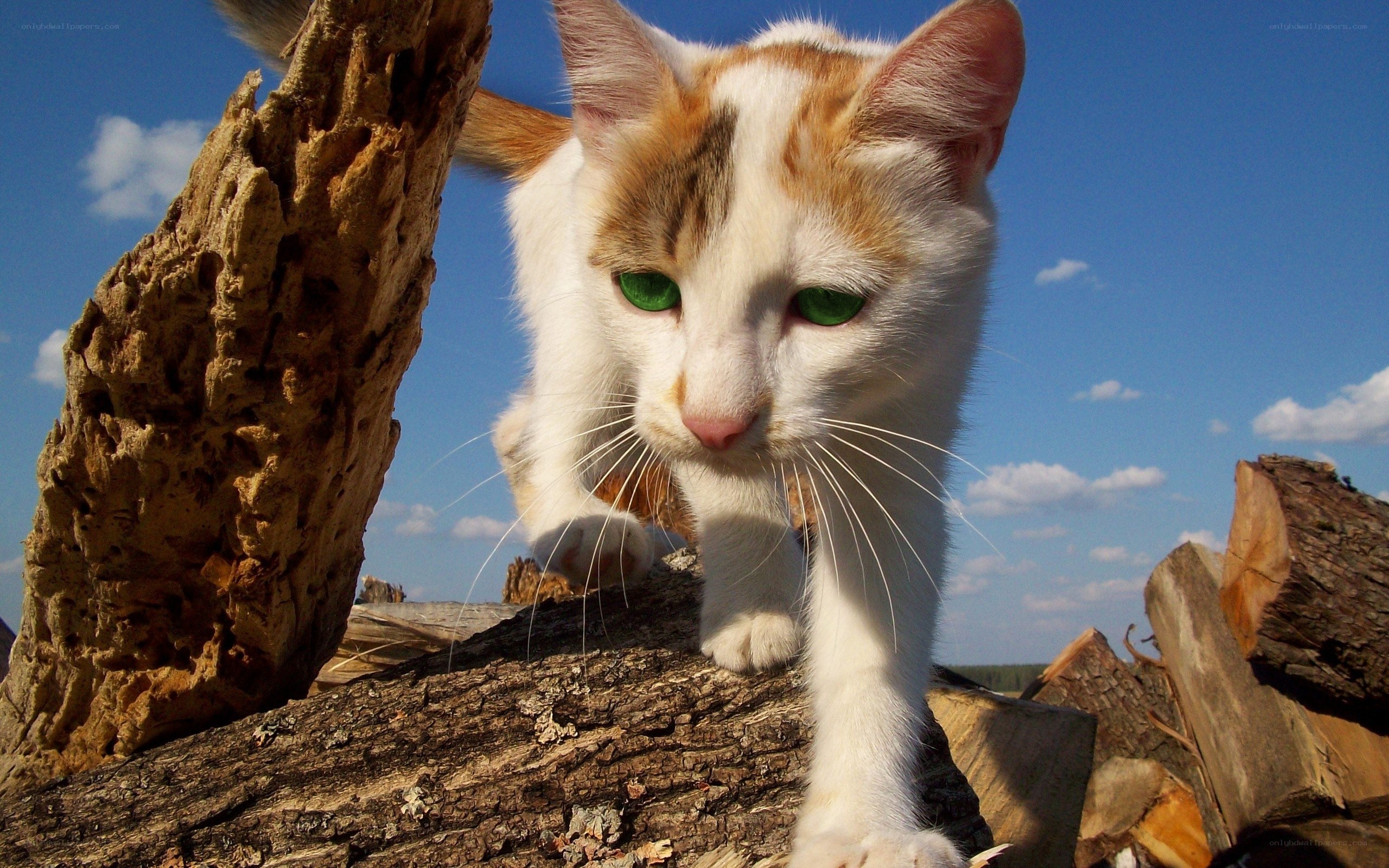White and ginger cat on logs